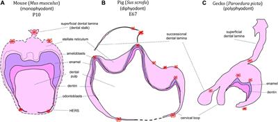 Role of Cell Death in Cellular Processes During Odontogenesis